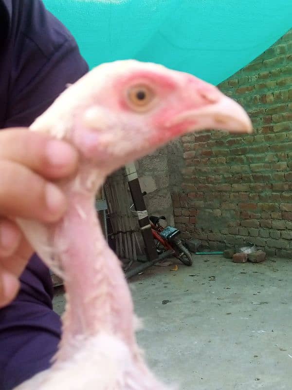 aseel Hera chicks for sale 8