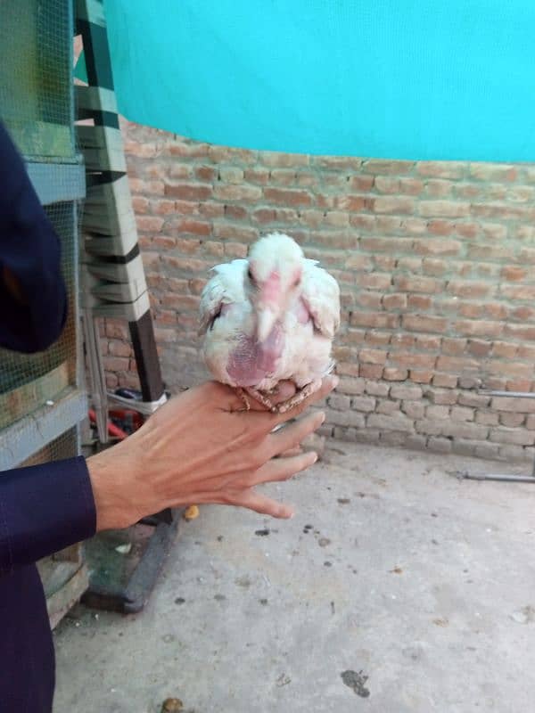 aseel Hera chicks for sale 10