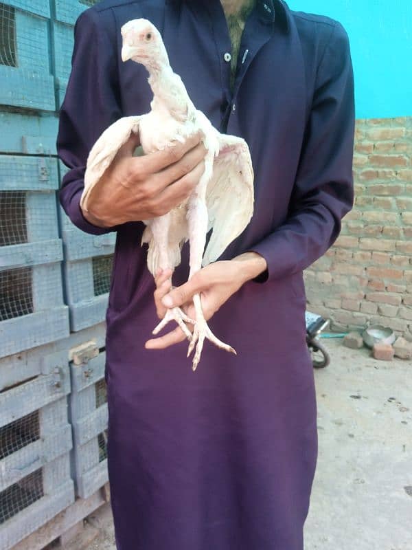 aseel Hera chicks for sale 12