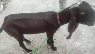 Beautiful nagri femal goat 0