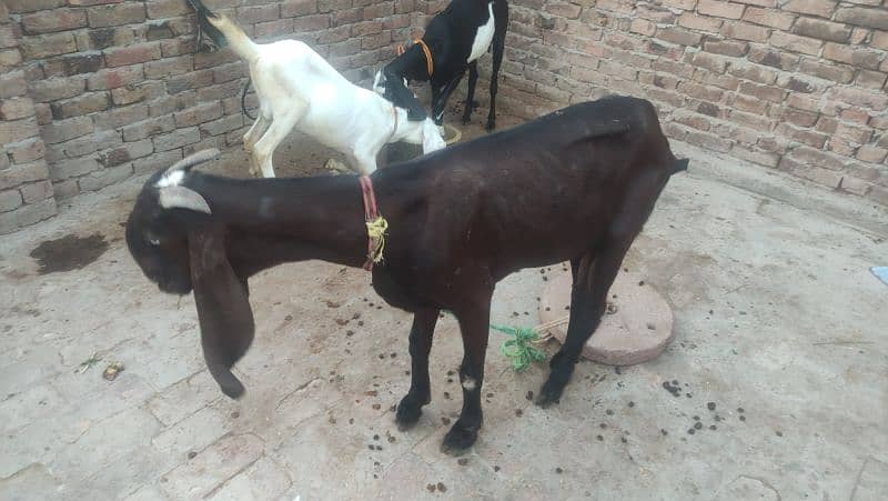 Beautiful nagri femal goat 1