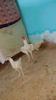 pure heera aseel young pair for sale age 10 month price 25,000