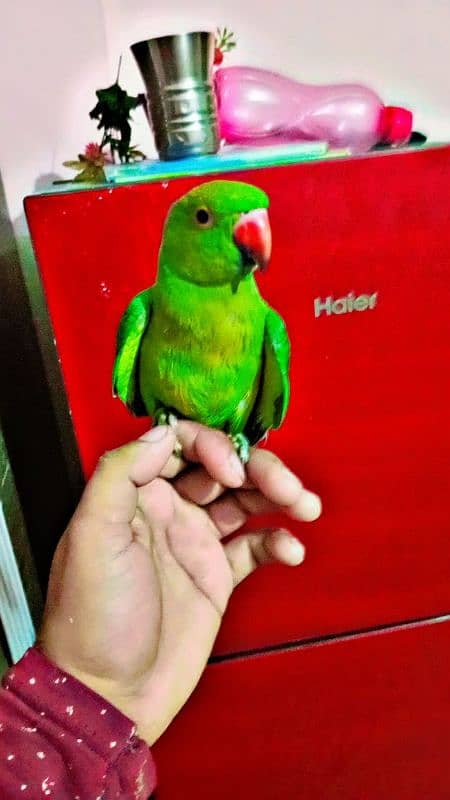 ringneck parrot ha 6ya 7 month ka ha handtand 0