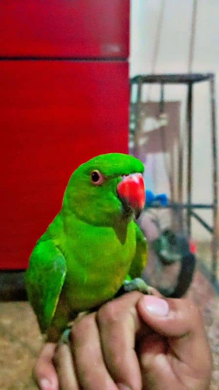 ringneck parrot ha 6ya 7 month ka ha handtand 1