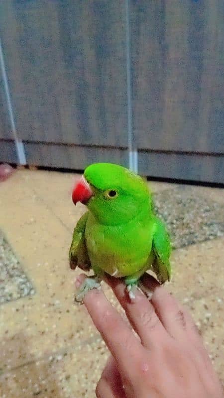 ringneck parrot ha 6ya 7 month ka ha handtand 2