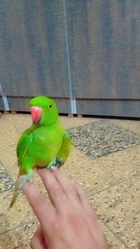 ringneck parrot ha 6ya 7 month ka ha handtand 3