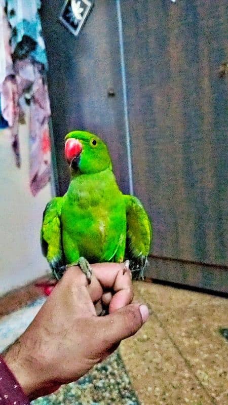 ringneck parrot ha 6ya 7 month ka ha handtand 4