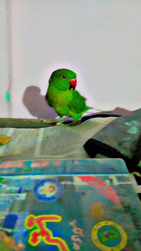 ringneck parrot ha 6ya 7 month ka ha handtand 5