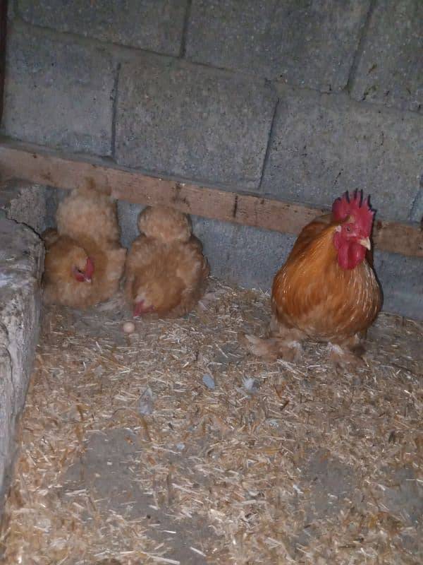 Golden Buff and golden bantam eggs and chicks available 8