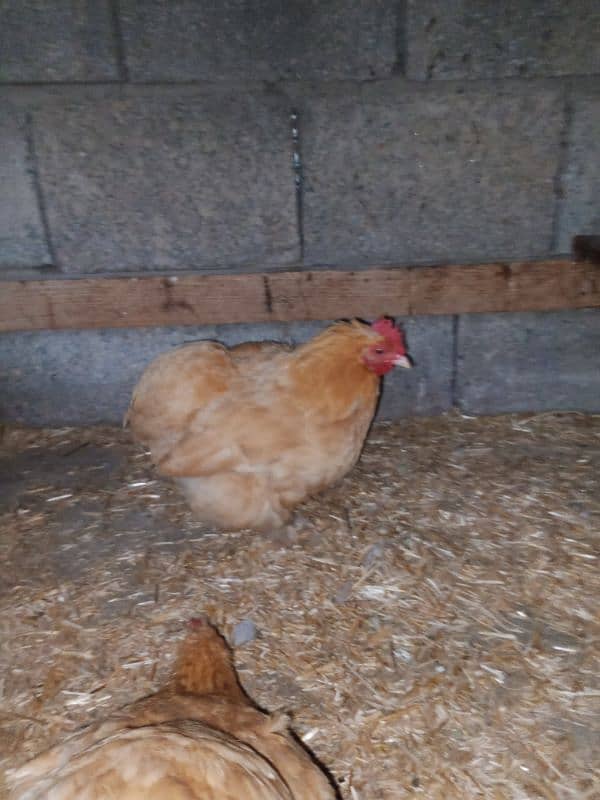 Golden Buff and golden bantam eggs and chicks available 9