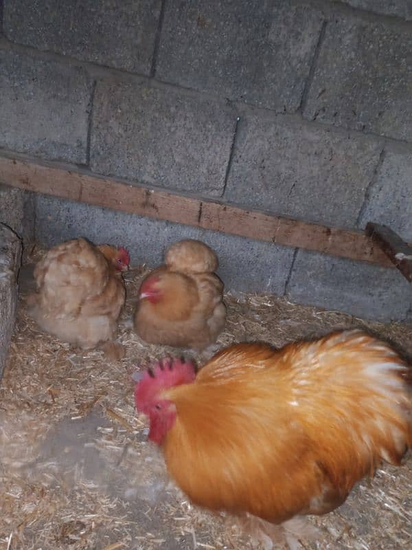 Golden Buff and golden bantam eggs and chicks available 10