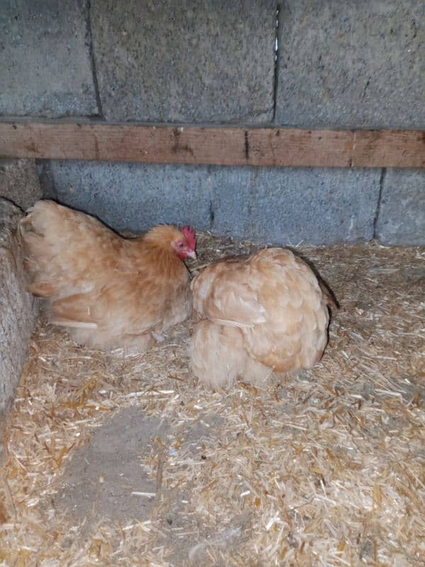 Golden Buff and golden bantam eggs and chicks available 13