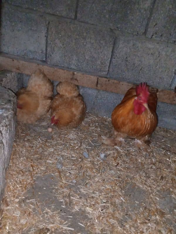 Golden Buff and golden bantam eggs and chicks available 14