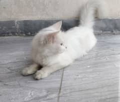 persian cat for sale full white