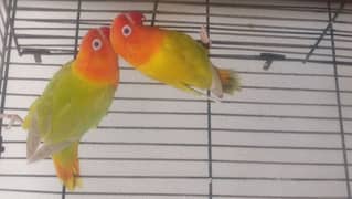 Green Pale fellow Opaline Female LoveBird 1 piece