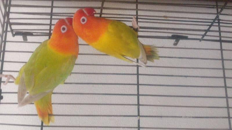 Green Pale fellow Opaline Female LoveBird 1 piece 0