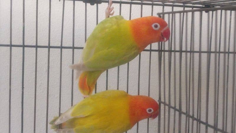 Green Pale fellow Opaline Female LoveBird 1 piece 1