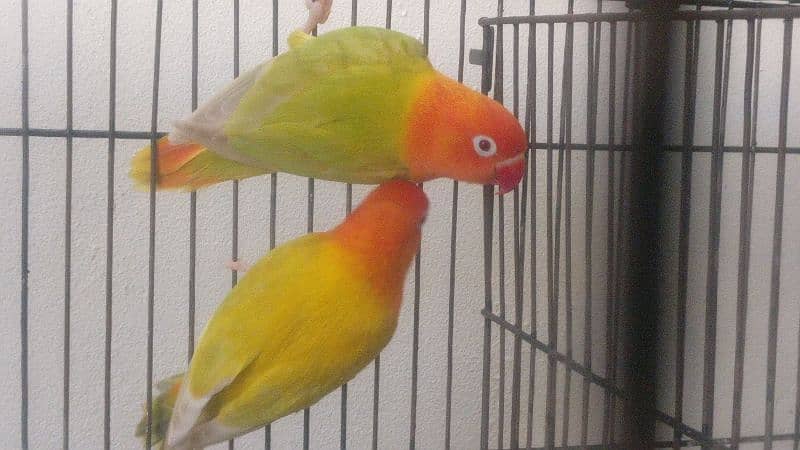 Green Pale fellow Opaline Female LoveBird 1 piece 2