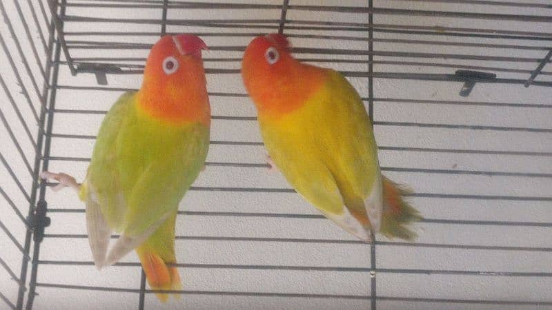 Green Pale fellow Opaline Female LoveBird 1 piece 3