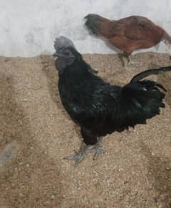 pure ayyam cemani