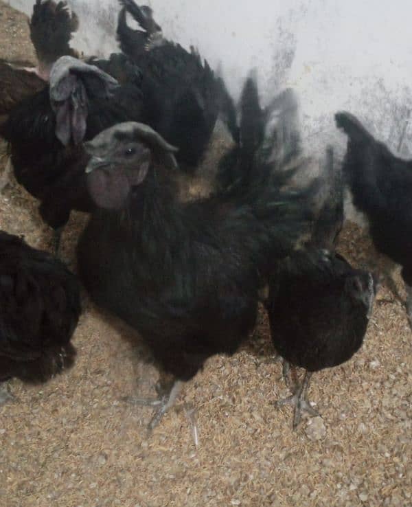 pure ayyam cemani 1