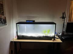 Gold Fish with acuarium available for sale