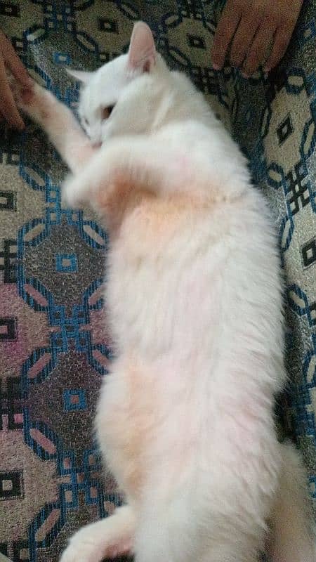 11 month old Persian cat for sale friendly and active 2