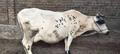 Cow