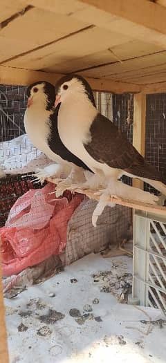 Lahori Sherazi Breedar pair and King Male