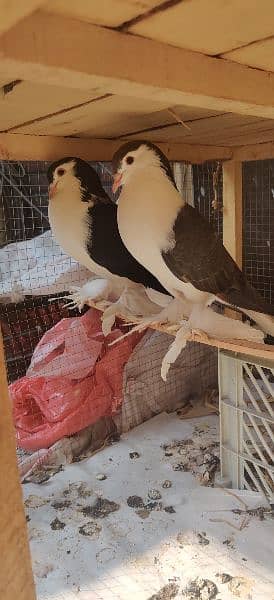 Lahore Sherazi Breedar pair and King Male 3