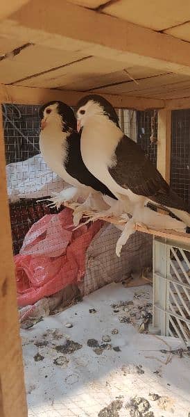 Lahore Sherazi Breedar pair and King Male 4