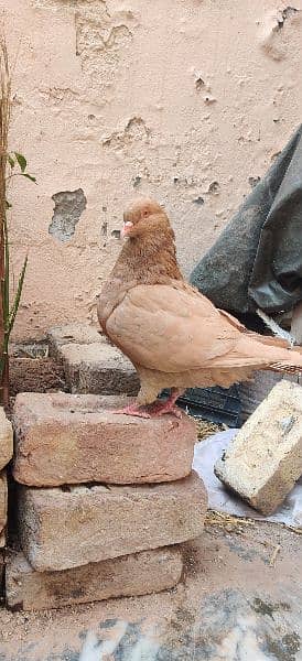 Lahore Sherazi Breedar pair and King Male 6