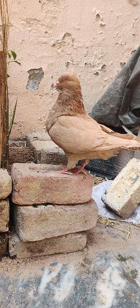 Lahore Sherazi Breedar pair and King Male 7