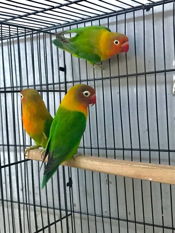 Green fisher lovebirds adult breeding pairs 1