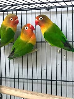 Green fisher lovebirds adult breeding pairs