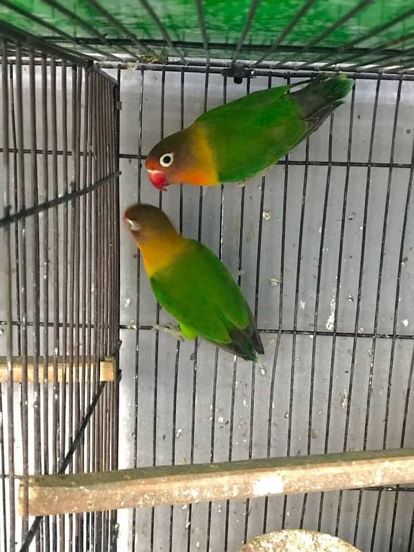 Green fisher lovebirds adult breeding pairs 2