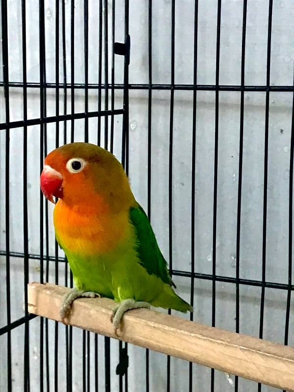 Green fisher lovebirds adult breeding pairs 3