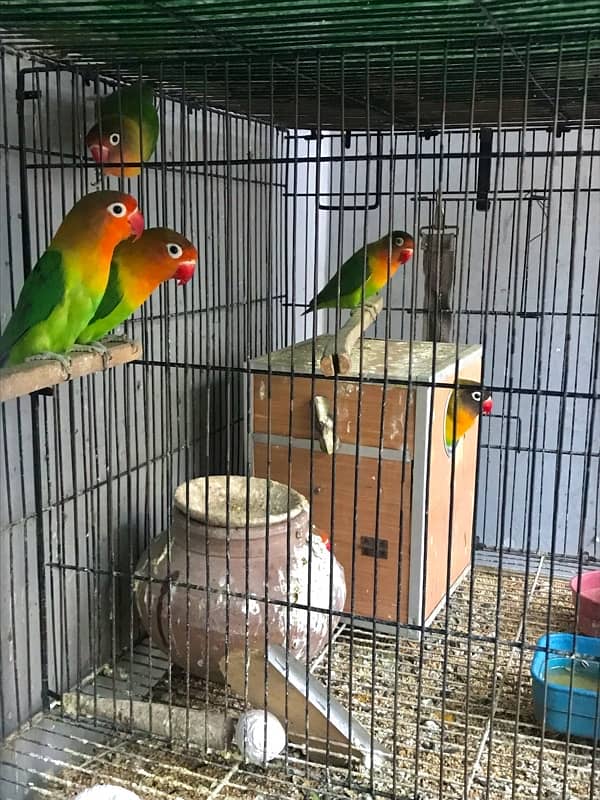 Green fisher lovebirds adult breeding pairs 4