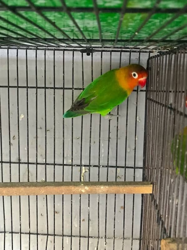 Green fisher lovebirds adult breeding pairs 5