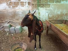 kamori bakri  brown color without kids