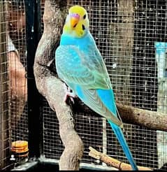 Australian parrot sale confirm breeder 0