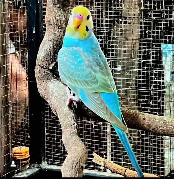 Australian parrot sale confirm breeder 0