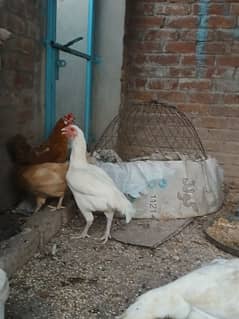 white heera hens for sale