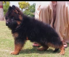 long coat Garman shepherd male for sale