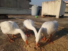 Muscovy white Ducks one male two female