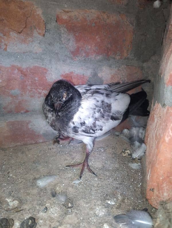 ferozpuri teedy chicks for sale 1