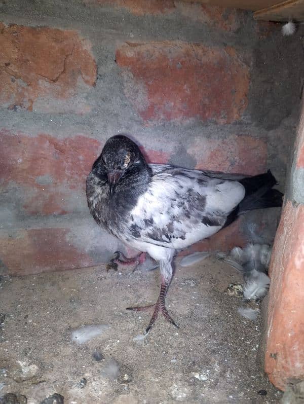 ferozpuri teedy chicks for sale 2