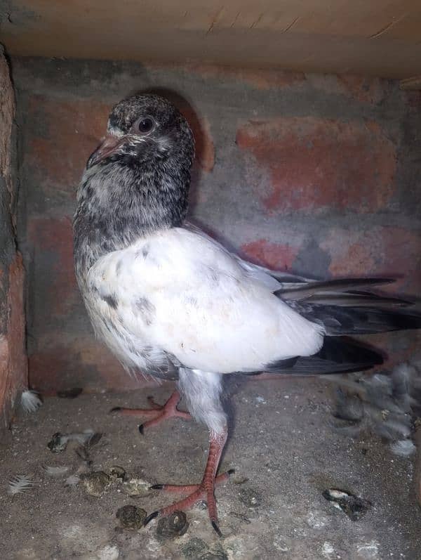 ferozpuri teedy chicks for sale 3