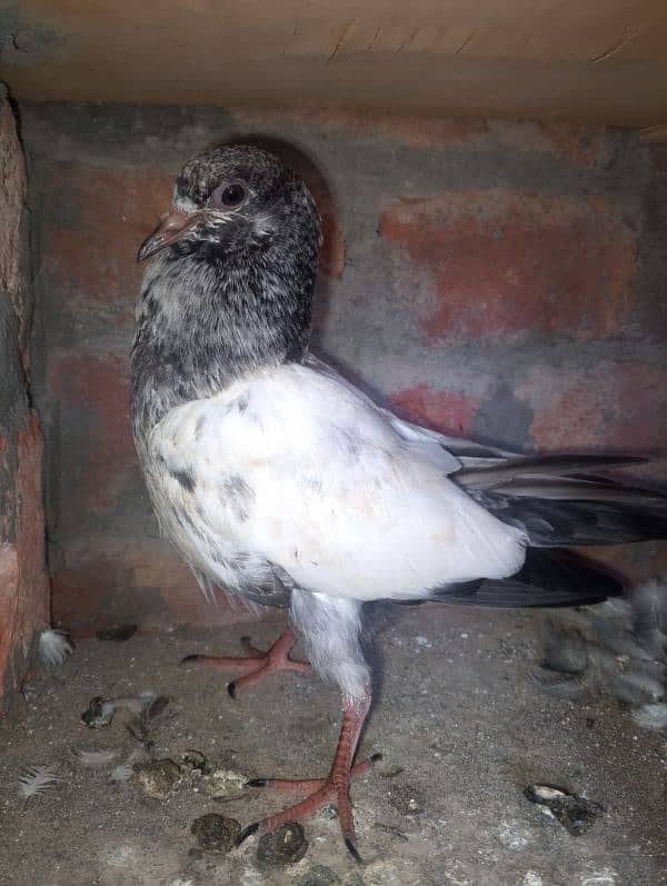 ferozpuri teedy chicks for sale 4