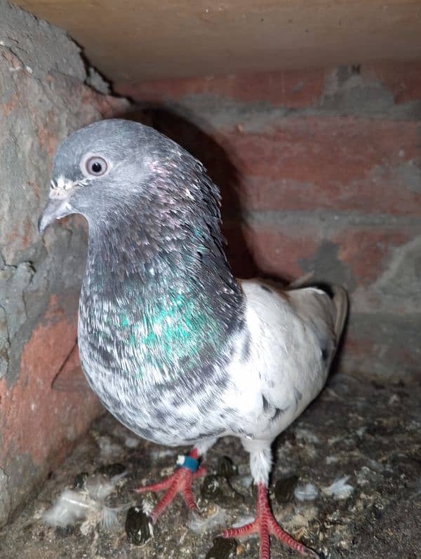 ferozpuri teedy chicks for sale 6